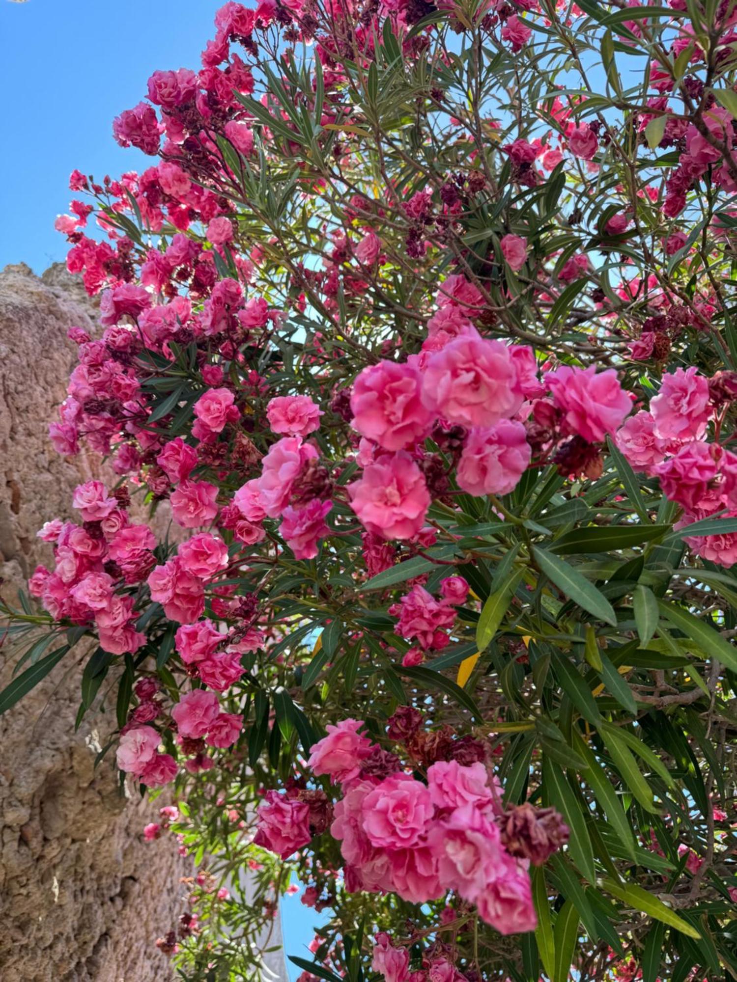 杰拉切La Rosa Blu住宿加早餐旅馆 外观 照片